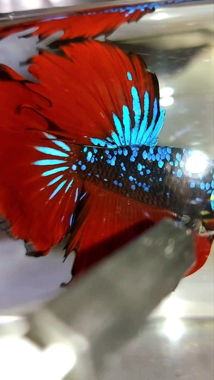 HALFMOON ROSETAIL BLACK STAR GALAXY BLUE AVATAR RED VAMPIRE BETTA FISH