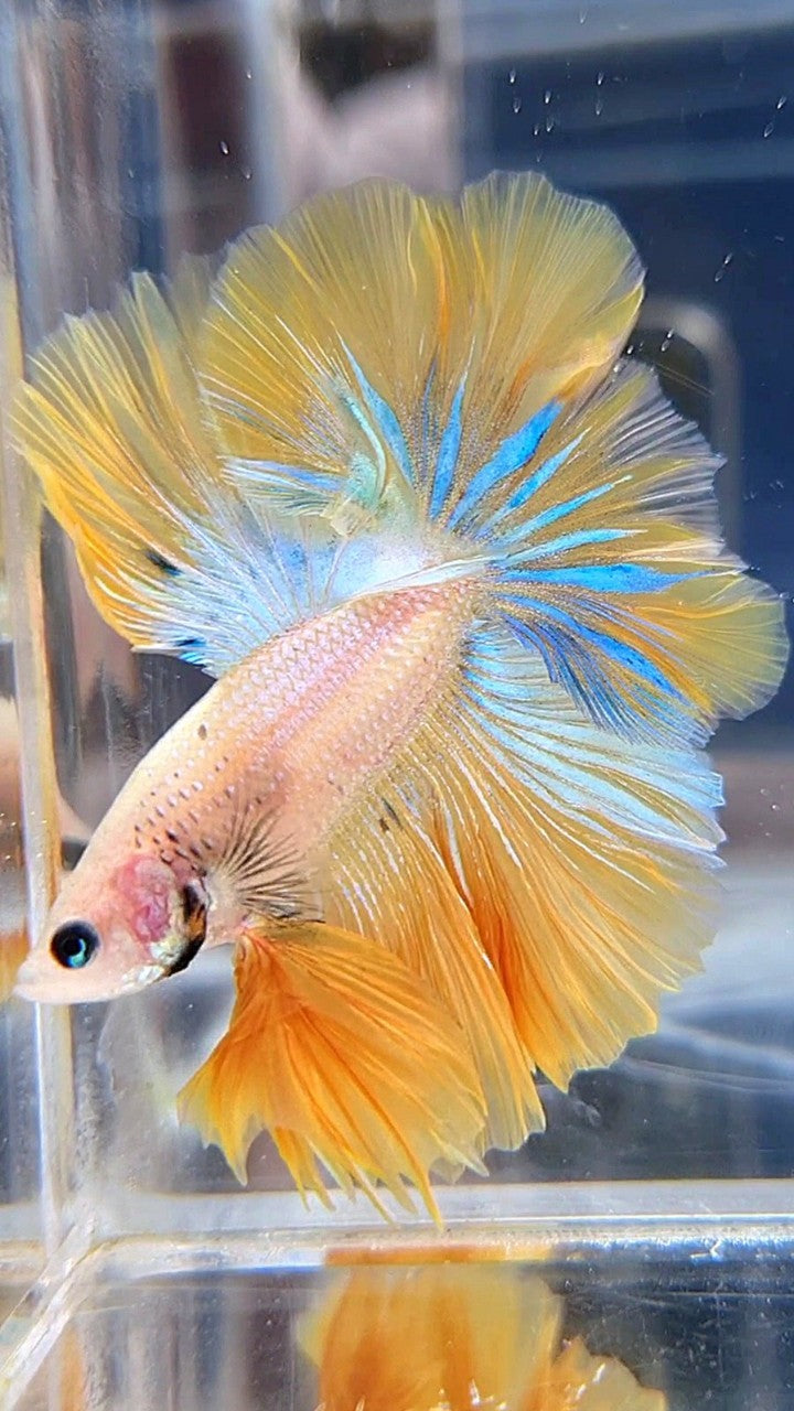 KING ROSETAIL HALFMOON YELLOW KOI BLUE WASH BETTA FISH