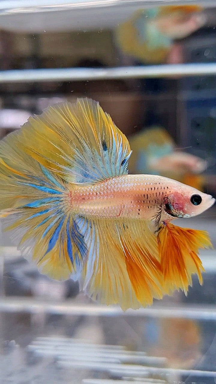 KING ROSETAIL HALFMOON YELLOW KOI BLUE WASH BETTA FISH