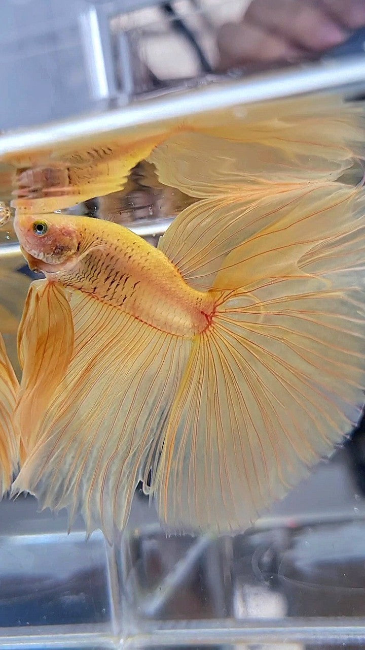 XL HALFMOON OVERTAIL YELLOW SOLID BETTA FISH