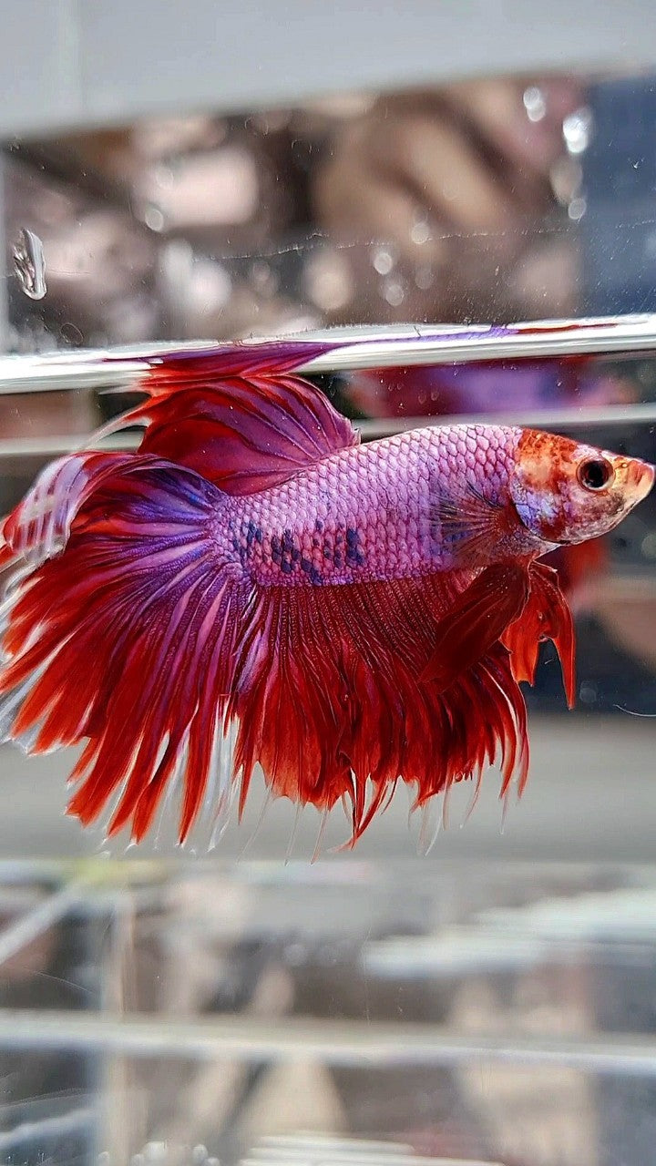 HALFMOON PINK PURPLE FANCY BETTA FISH