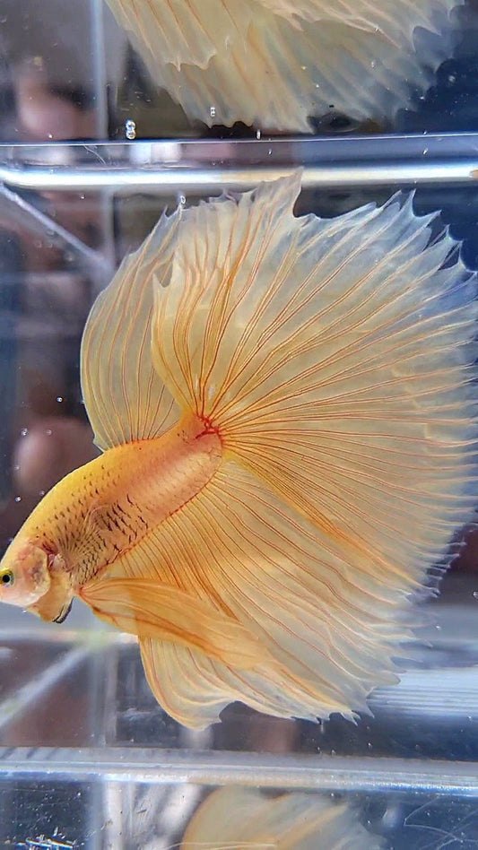 XL HALFMOON OVERTAIL YELLOW SOLID BETTA FISH