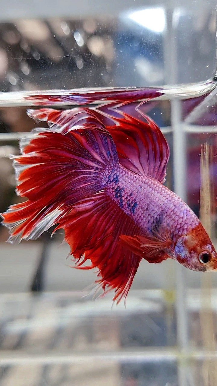 HALFMOON PINK PURPLE FANCY BETTA FISH