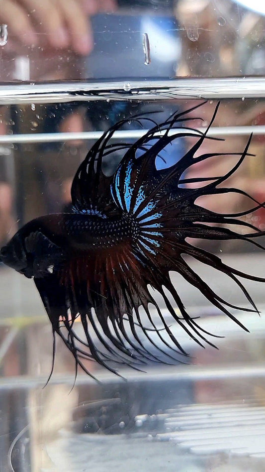 KING CROWNTAIL BLACK ORCHID BETTA FISH