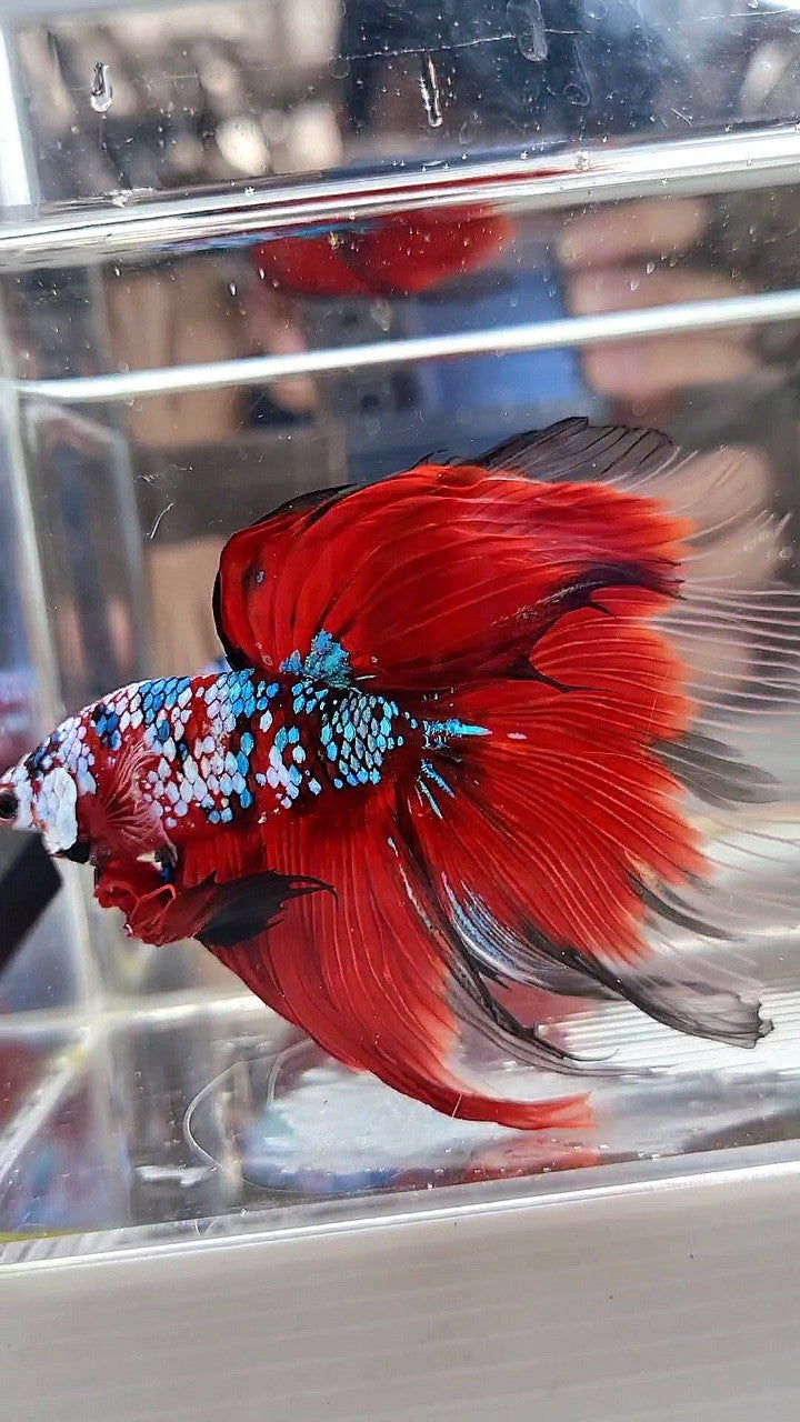 SUPER GIANT HALFMOON TL 10CM+ RED FANCY GALAXY MULTICOLOR BETTA FISH