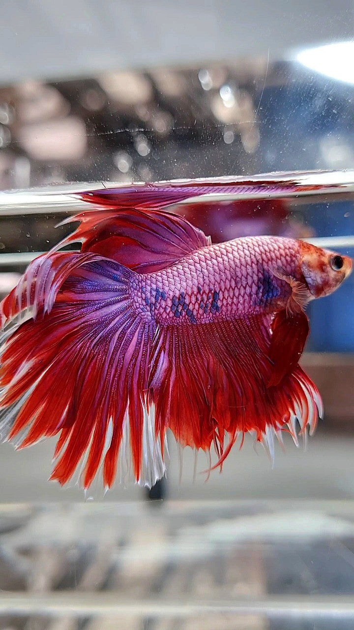 HALFMOON PINK PURPLE FANCY BETTA FISH