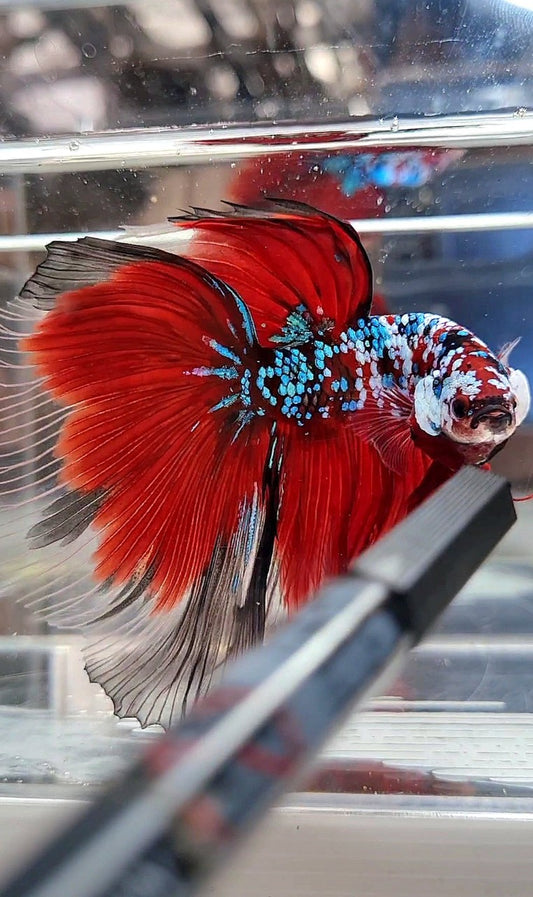 SUPER GIANT HALFMOON TL 10CM+ RED FANCY GALAXY MULTICOLOR BETTA FISH