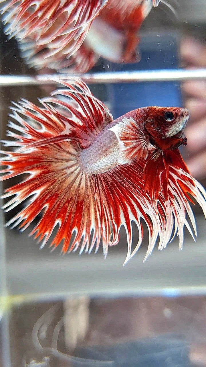 CROWNTAIL DUMBO EAR ROSEGOLD BETTA FISH (NOT BALANCE EAR)