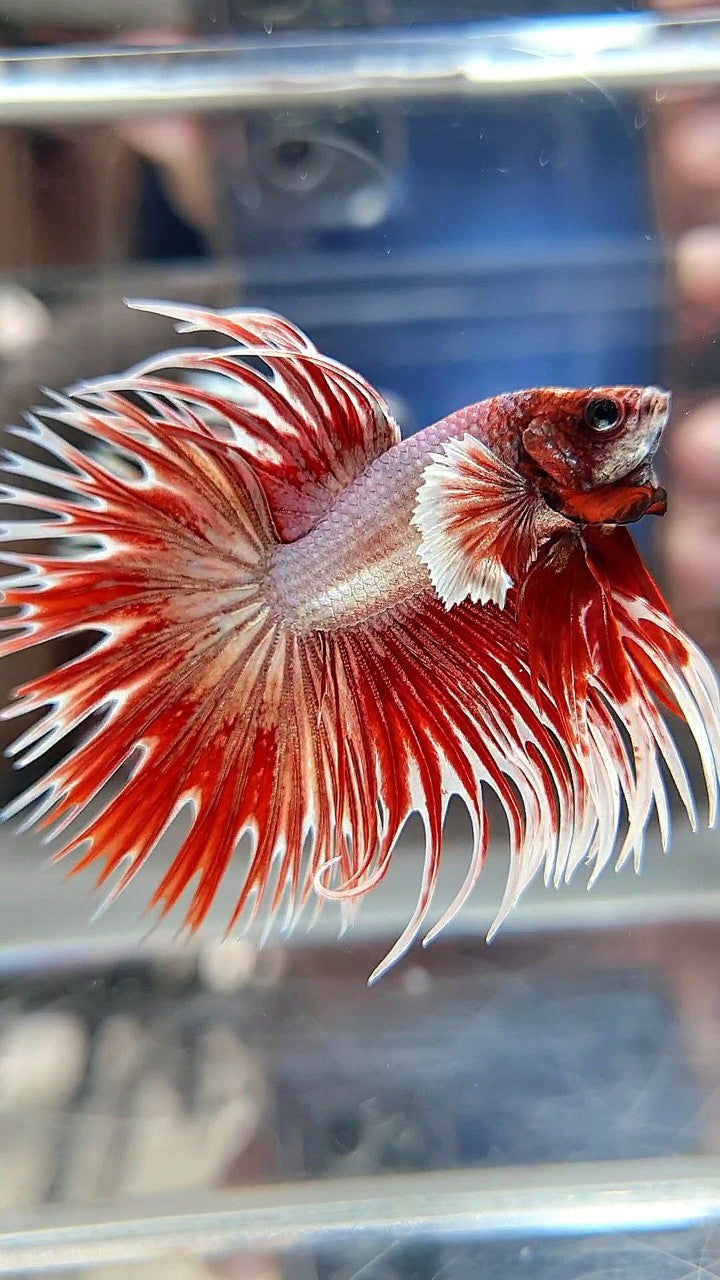 CROWNTAIL DUMBO EAR ROSEGOLD BETTA FISH (NOT BALANCE EAR)