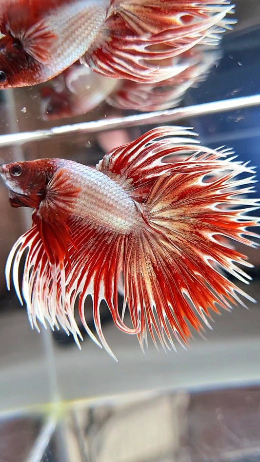 CROWNTAIL DUMBO EAR ROSEGOLD BETTA FISH (NOT BALANCE EAR)
