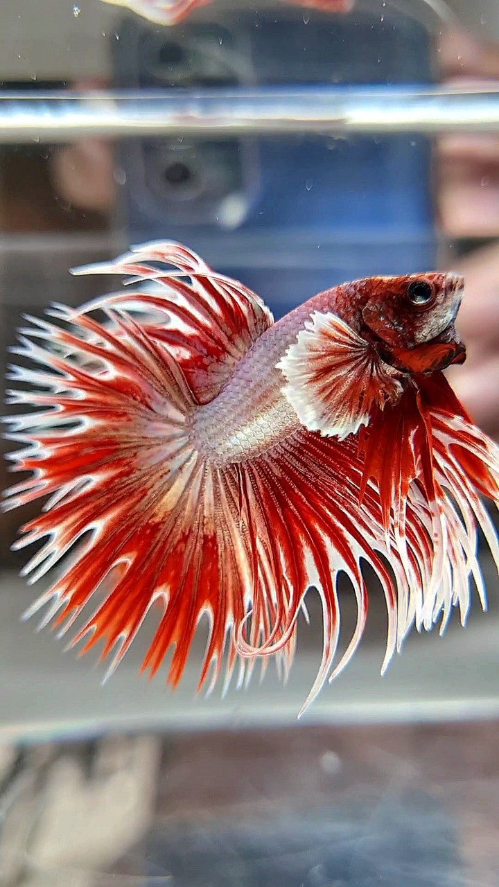 CROWNTAIL DUMBO EAR ROSEGOLD BETTA FISH (NOT BALANCE EAR)