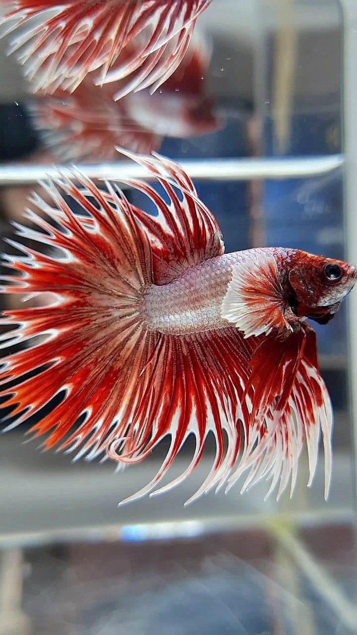 CROWNTAIL DUMBO EAR ROSEGOLD BETTA FISH (NOT BALANCE EAR)