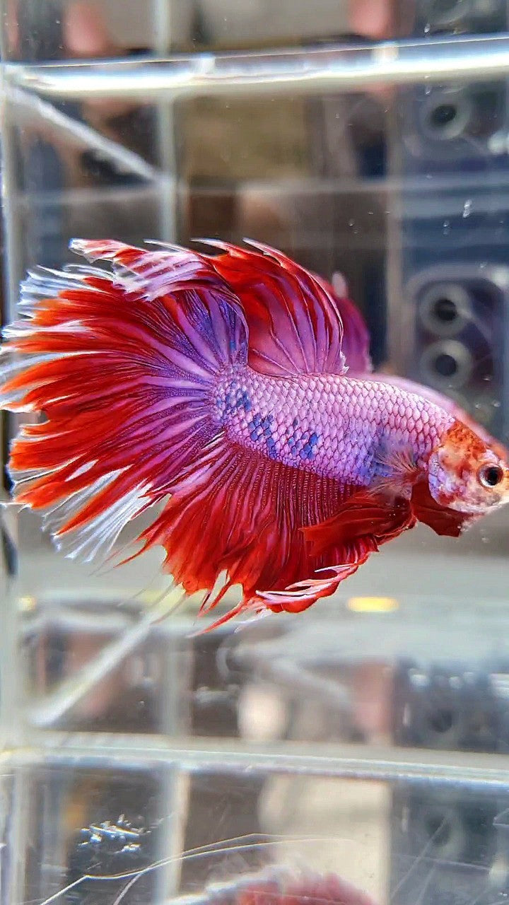 HALFMOON PINK PURPLE FANCY BETTA FISH