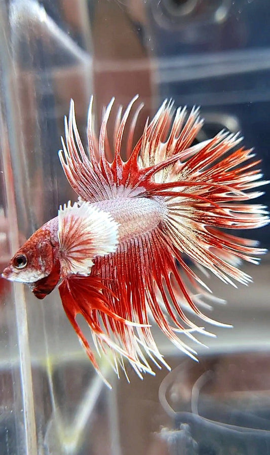 LUXURY CROWNTAIL DUMBO EAR ROSEGOLD BETTA FISH