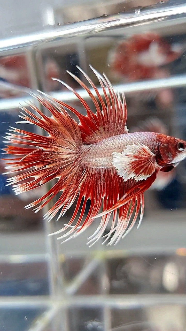 LUXURY CROWNTAIL DUMBO EAR ROSEGOLD BETTA FISH