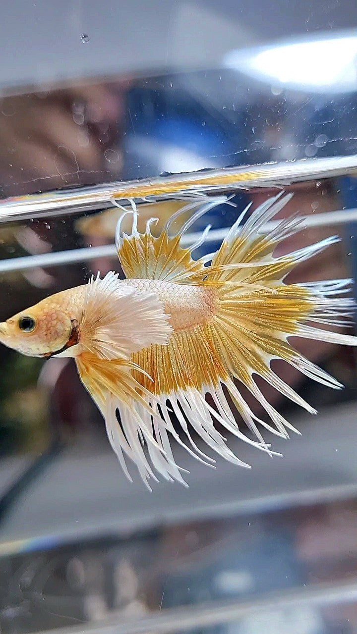 LUXURY CROWNTAIL DUMBO EAR GOLD BETTA FISH