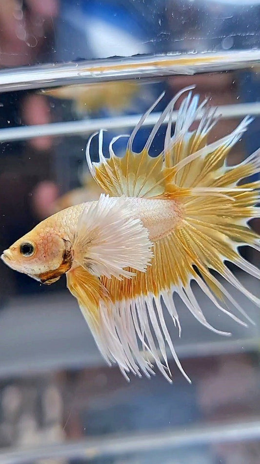 LUXURY CROWNTAIL DUMBO EAR GOLD BETTA FISH