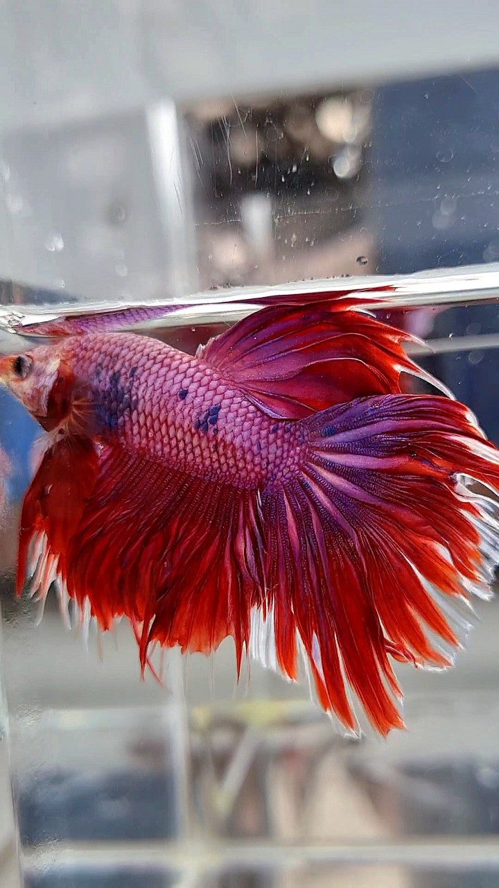 HALFMOON PINK PURPLE FANCY BETTA FISH