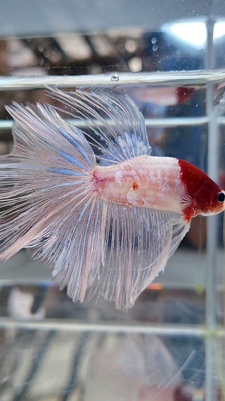 GIANT HALFMOON TL 8,5CM+ TANCHO RED UNIQUE BETTA FISH