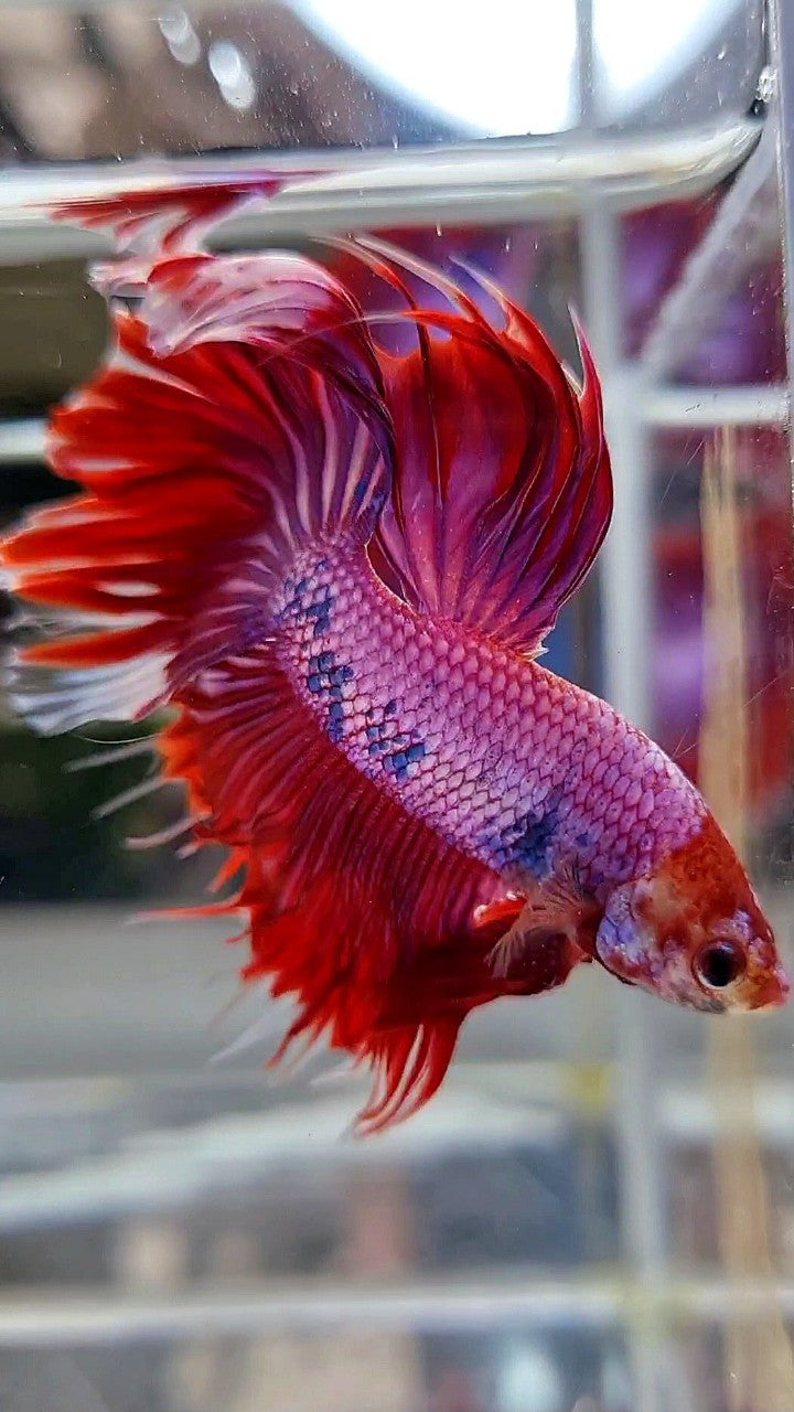 HALFMOON PINK PURPLE FANCY BETTA FISH