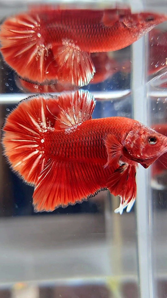 HMPK RED GOLD STARTAIL UNIQUE BETTA FISH