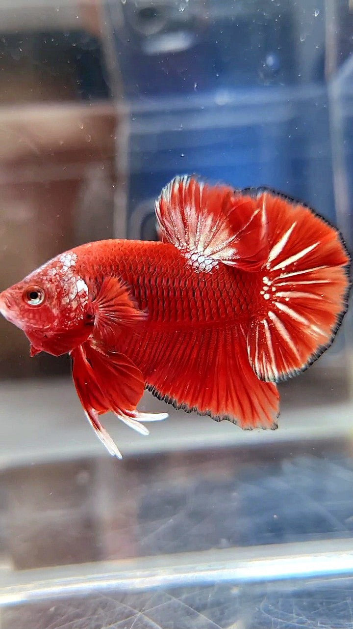 HMPK RED GOLD STARTAIL UNIQUE BETTA FISH