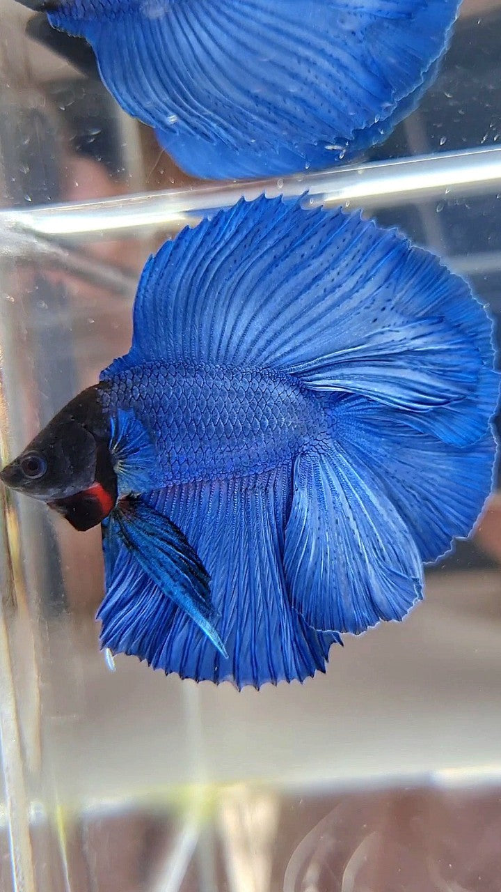 HALFMOON DOUBLE TAIL SUPER BLUE STEEL BLACKHEAD BETTA FISH