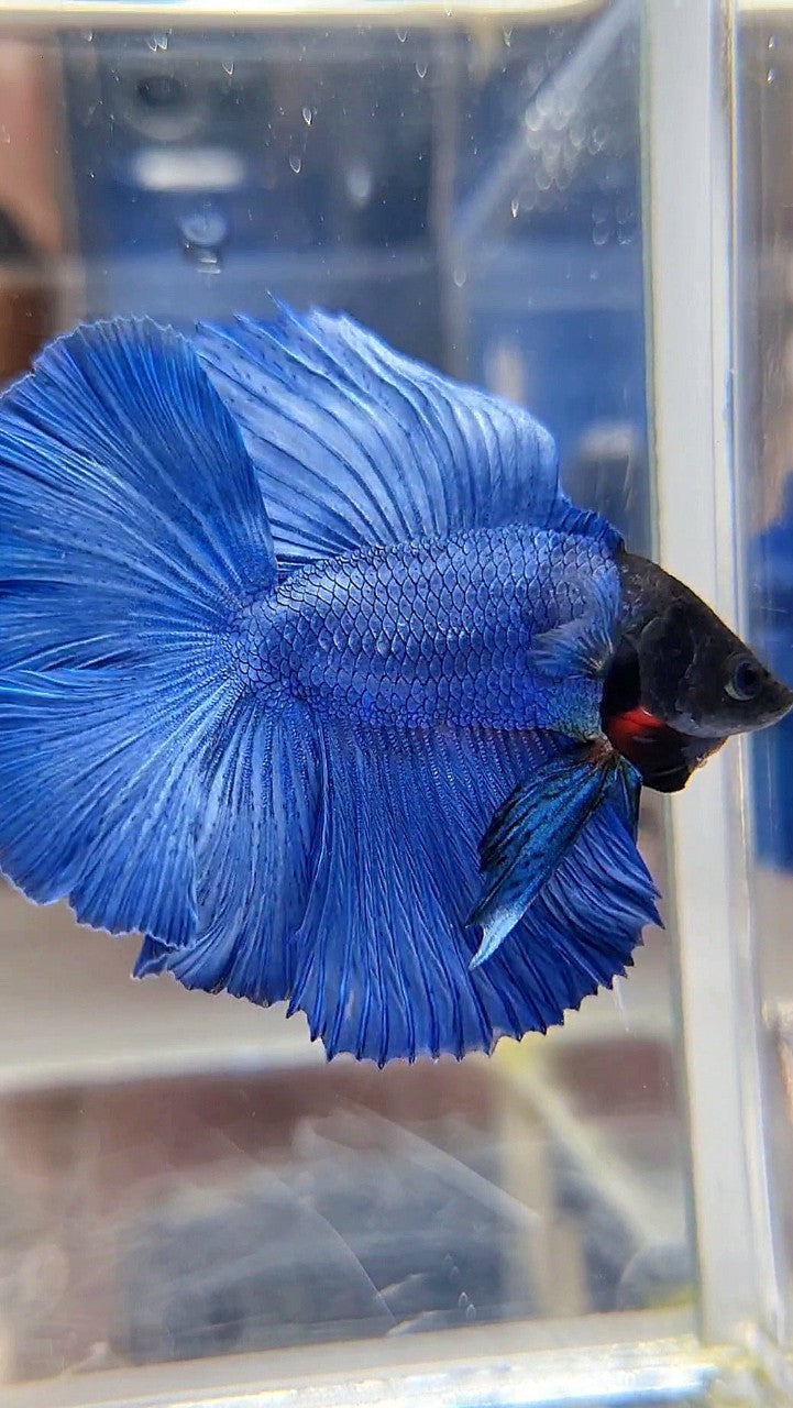 HALFMOON DOUBLE TAIL SUPER BLUE STEEL BLACKHEAD BETTA FISH