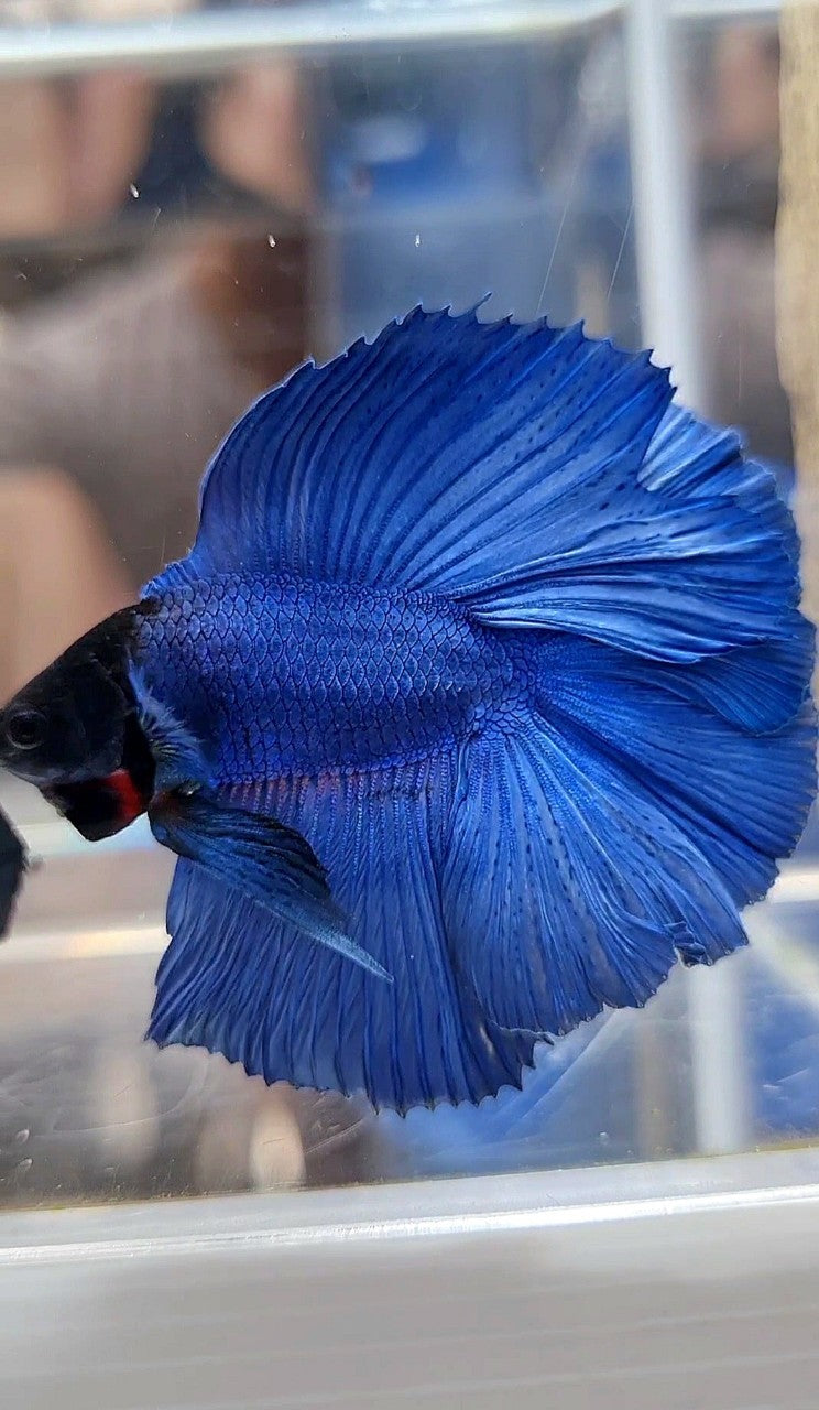 HALFMOON DOUBLE TAIL SUPER BLUE STEEL BLACKHEAD BETTA FISH
