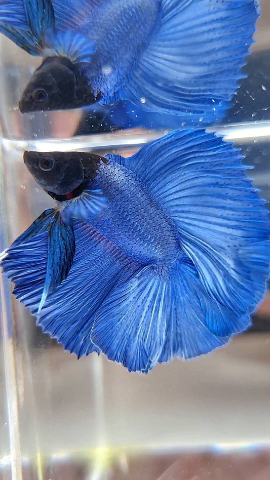 HALFMOON DOUBLE TAIL SUPER BLUE STEEL BLACKHEAD BETTA FISH