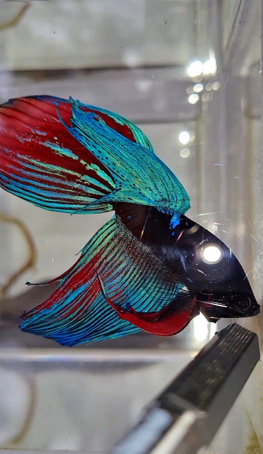 VEILTAIL BLACK SAPPHIRE AVATAR BETTA FISH