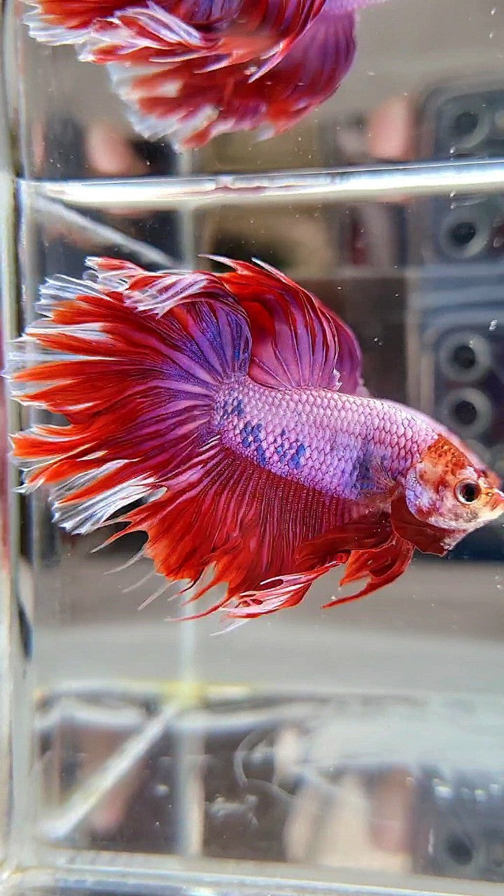 HALFMOON PINK PURPLE FANCY BETTA FISH
