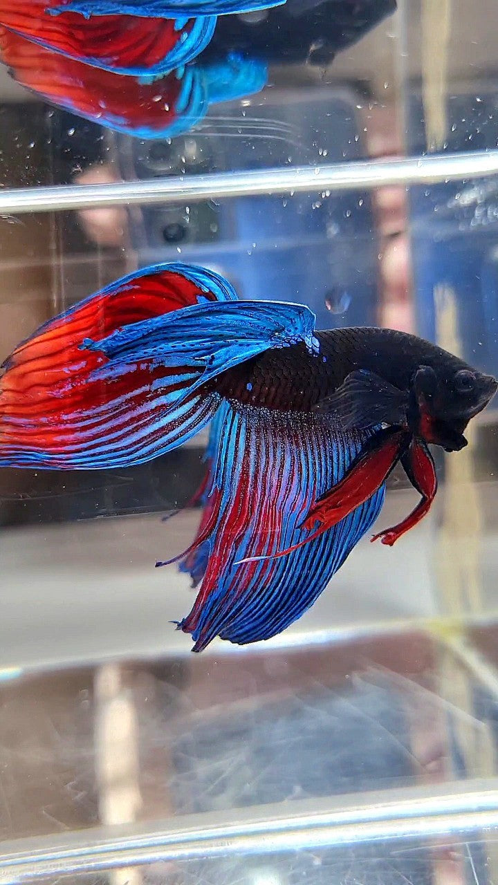 VEILTAIL BLACK SAPPHIRE AVATAR BETTA FISH