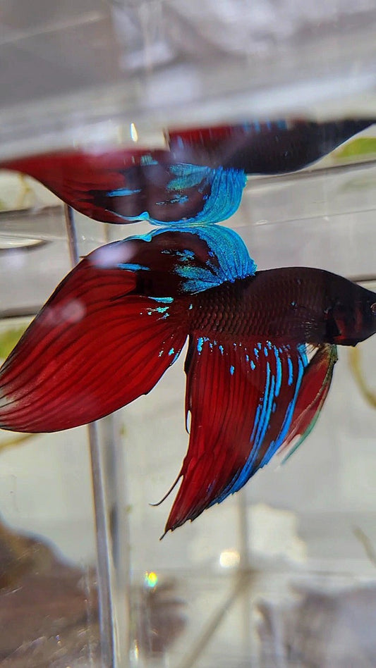 VEILTAIL BLACK VAMPIRE AVATAR BETTA FISH