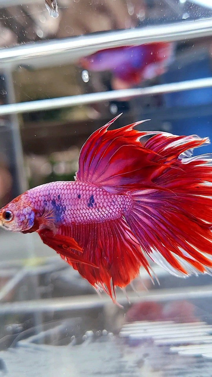 HALFMOON PINK PURPLE FANCY BETTA FISH