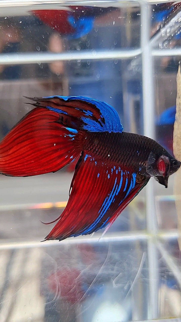 VEILTAIL BLACK VAMPIRE AVATAR BETTA FISH