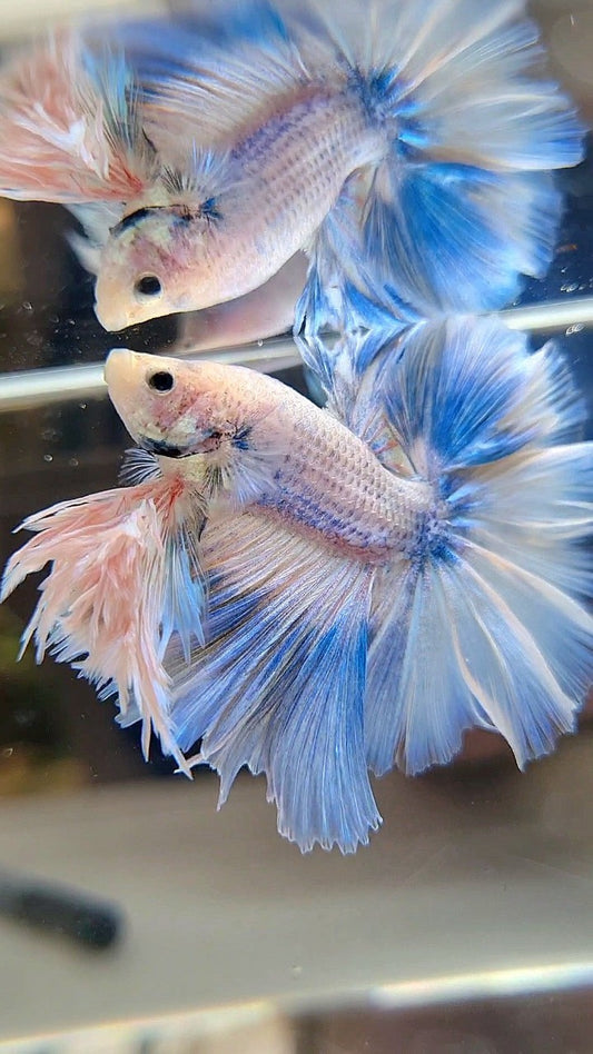 LUXURY KING FEATHER TAIL HALFMOON BLUE SKY GRIZZLE BETTA FISH