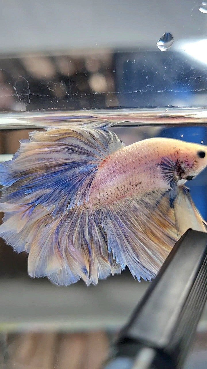 HALFMOON FEATHER TAIL WHITE YELLOWISH GRIZZLE BETTA FISH