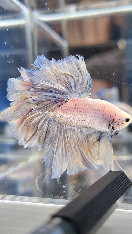 HALFMOON FEATHER TAIL WHITE YELLOWISH GRIZZLE BETTA FISH