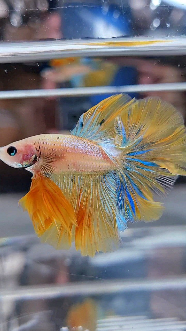 KING ROSETAIL HALFMOON YELLOW KOI BLUE WASH BETTA FISH