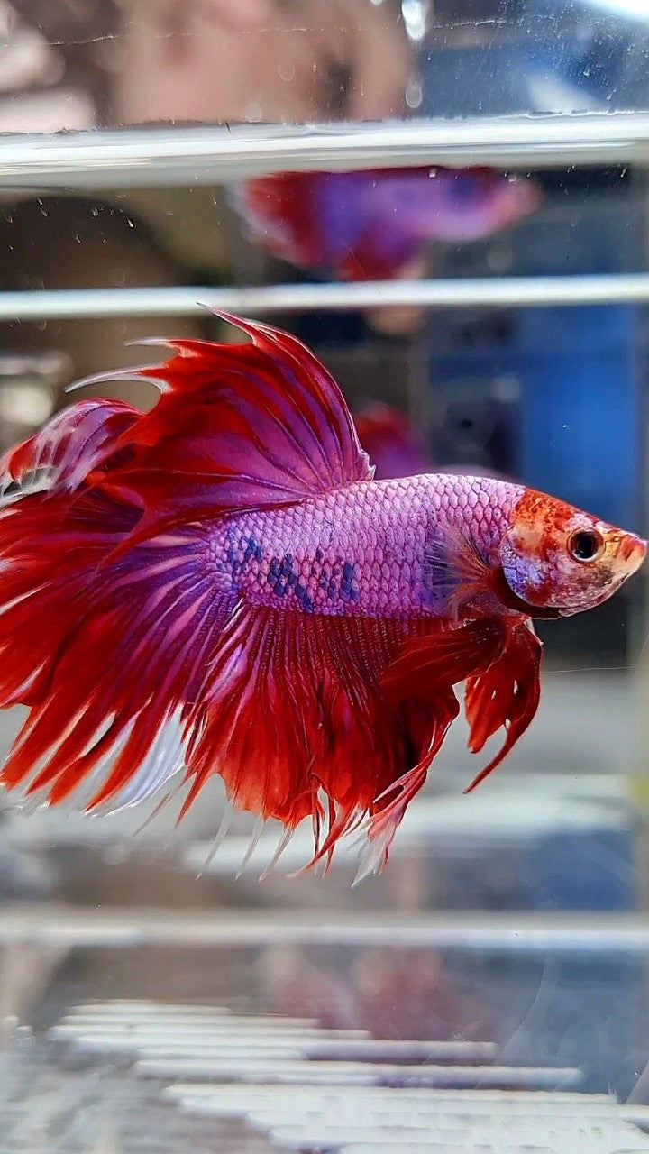 HALFMOON PINK PURPLE FANCY BETTA FISH