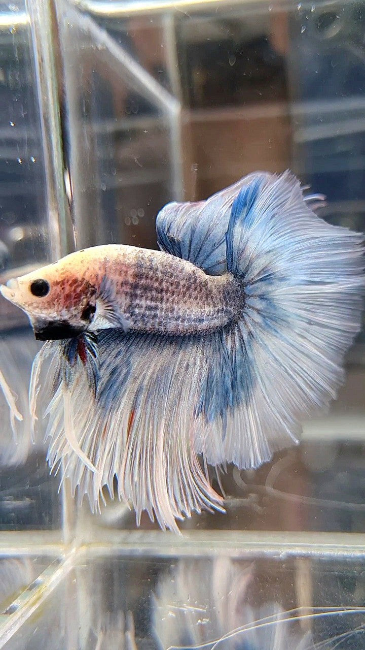 HALFMOON OVERTAIL ROSETAIL GRIZZLE BLUE BETTA FISH