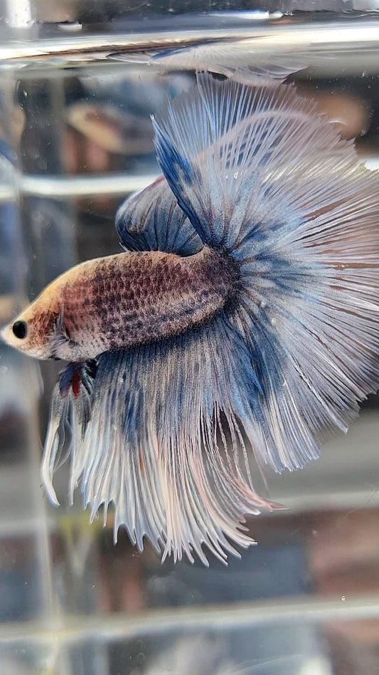 HALFMOON OVERTAIL ROSETAIL GRIZZLE BLUE BETTA FISH