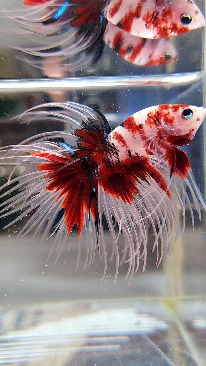 CROWNTAIL RED KOI MULTICOLOR BETTA FISH