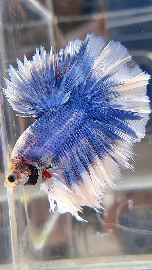 KING FEATHER TAIL HALFMOON BLUE BUTTERFLY BETTA FISH