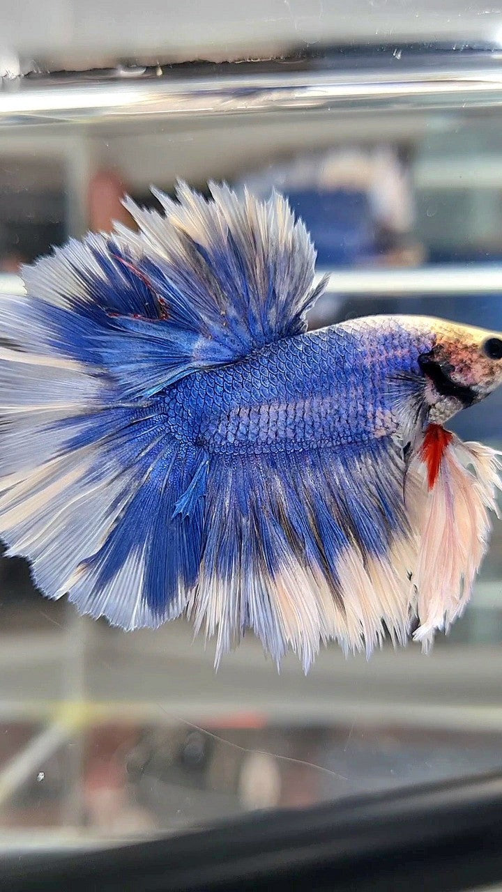 KING FEATHER TAIL HALFMOON BLUE BUTTERFLY BETTA FISH