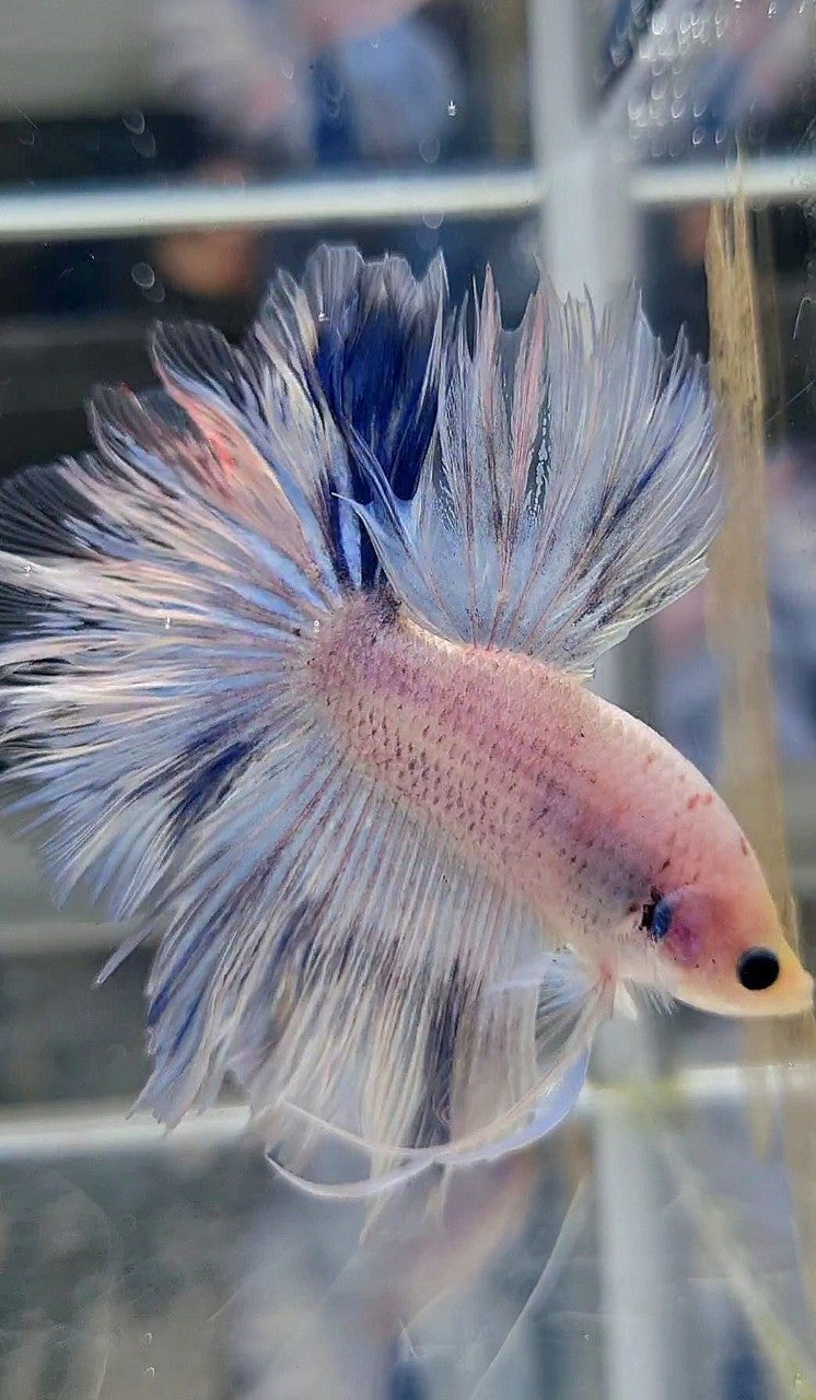 HALFMOON FEATHER TAIL WHITE BLUE WASH BETTA FISH