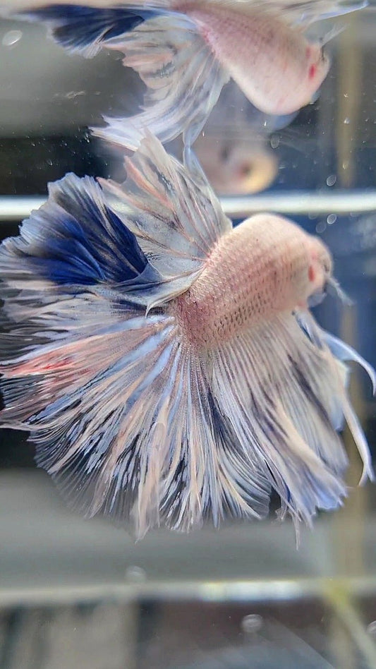 HALFMOON FEATHER TAIL WHITE BLUE WASH BETTA FISH