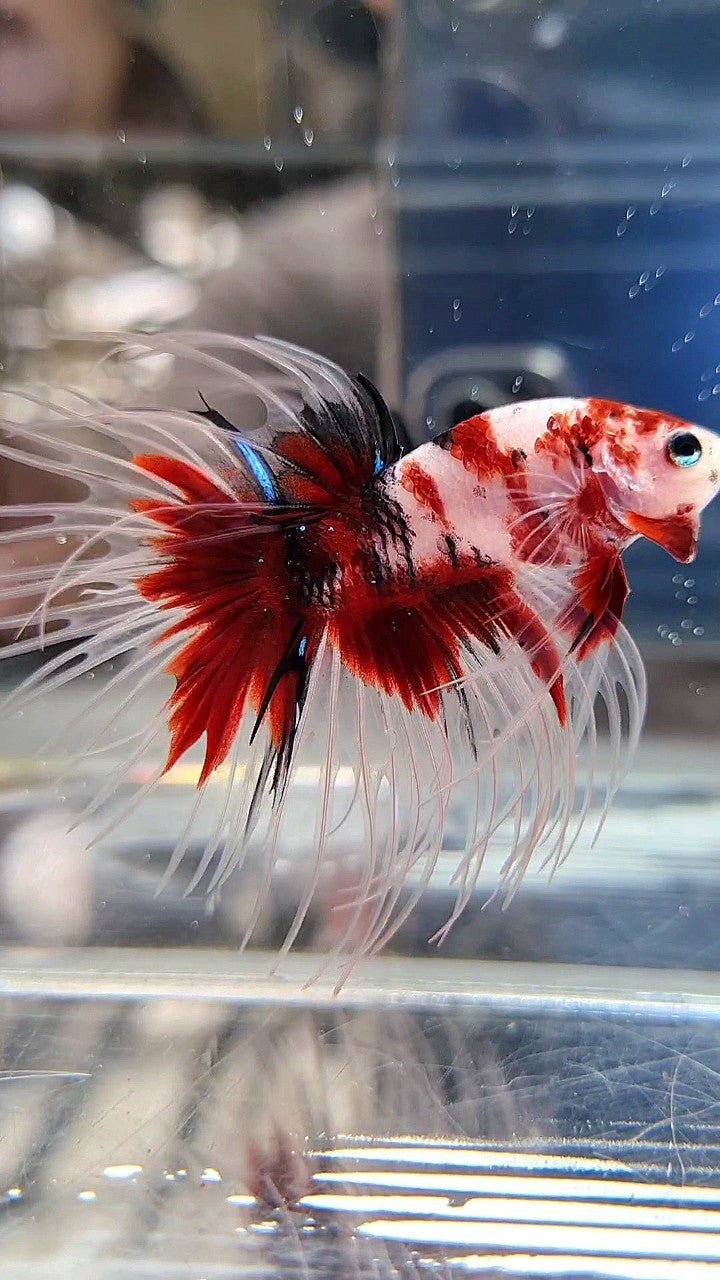 CROWNTAIL RED KOI MULTICOLOR BETTA FISH