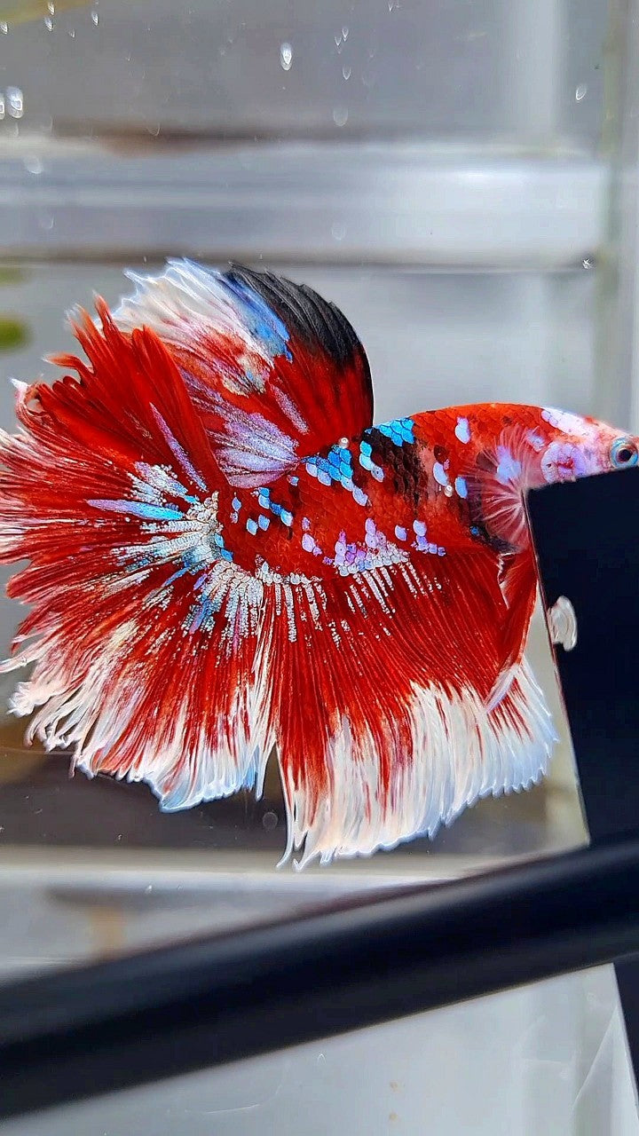 HALFMOON ROSETAIL RED WHITE GALAXY BARONGSAI BETTA FISH